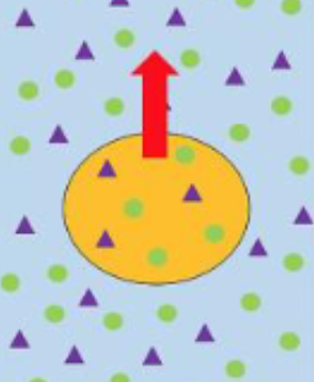 <p>hyperosmotic cells</p>