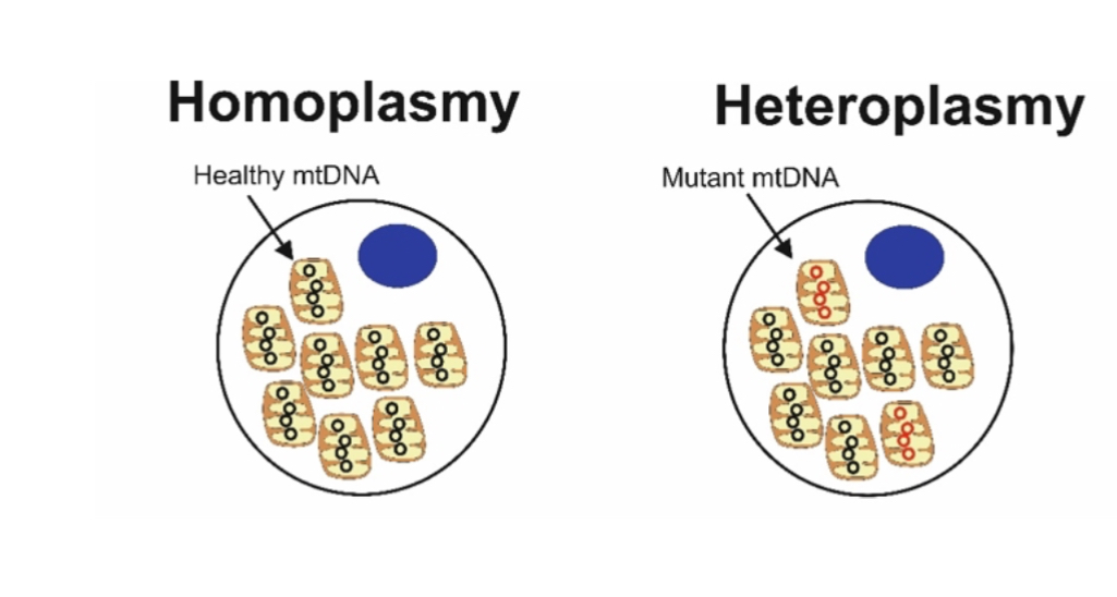 <p>A single cell can contain lots of copies of mitochondria </p><p>Heteroplasmy:</p><p>Coexistence of mutant and wild-type mtDNA. Disease depends on mutation load (threshold effect).</p><p></p><p><span>Homoplasmy (mtDNA) means all mitochondria within a cell contain identical mitochondrial DNA sequences (either all normal or all mutant).</span></p><p><span>Heteroplasmy (mtDNA) means a mixture of different mitochondrial DNA sequences exists within the same cell (some normal, some mutant).</span></p>