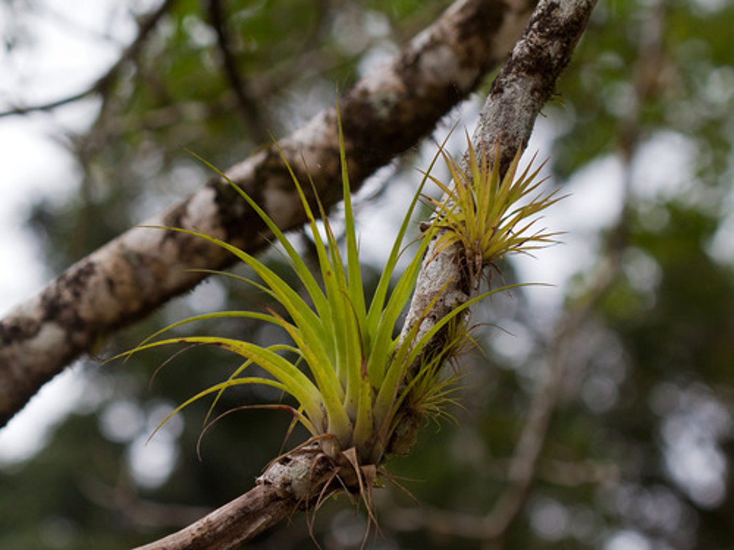 <p>a plant that grows harmlessly upon another plant (such as a tree) and derives its moisture and nutrients from the air, rain, and sometimes from debris accumulating around it</p><p>not a parasite bc do not negatively affect host (just rely on them for physical support)</p><p>Ex: spanish moss</p>