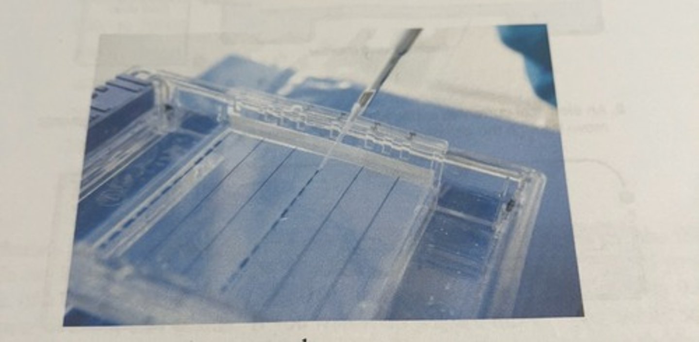 <p>multiple cones can be used so that DNA can be loaded at different distances along the length of the gel</p><p>-the gels we use in the lab only have a comb at one end.</p>