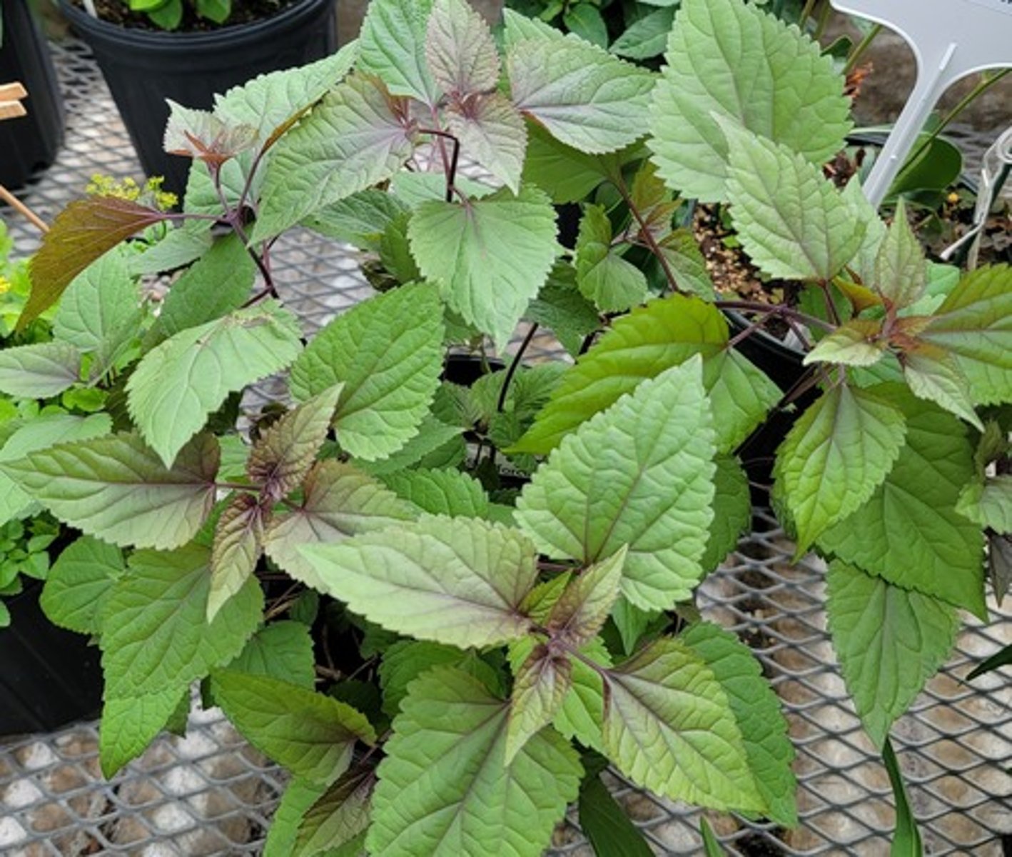 <p>Chocolate white snakeroot</p>