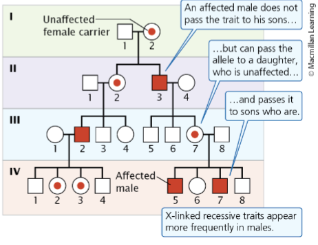 <p>Appear with higher frequency in males than in females and tend to skip generations</p>