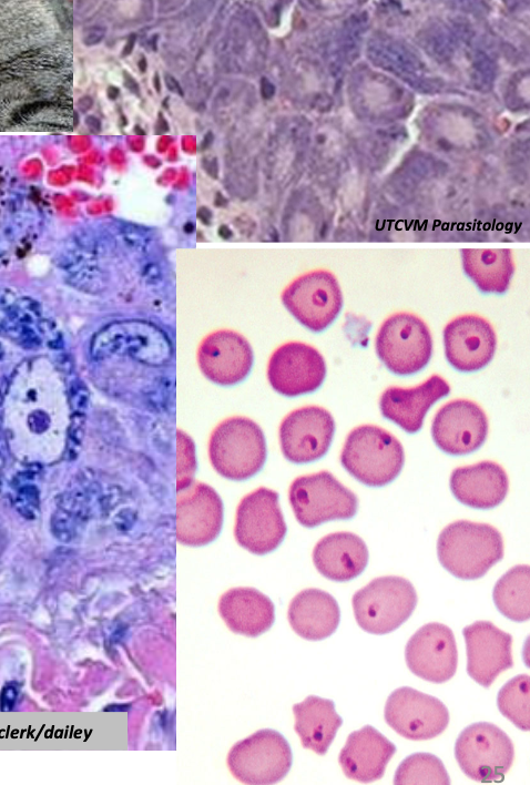 <p>what coccidia species are these pictures associated with?</p>