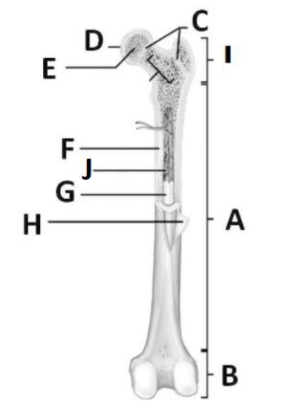 Name the parts of the long bone.
