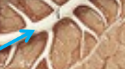 <p>The main duct that runs through the length of the pancreas, collecting digestive enzymes from the pancreatic cells and transporting them to the duodenum. </p>