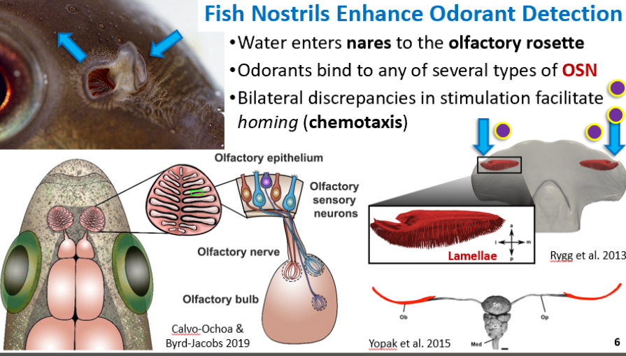 <p>Water passes through their nares (allows for always fresh sampling) </p><p>This leads to olfactory epithelium in the olfactory rosette </p><p>Sharks have a lamellae which is similar to a rosette </p>