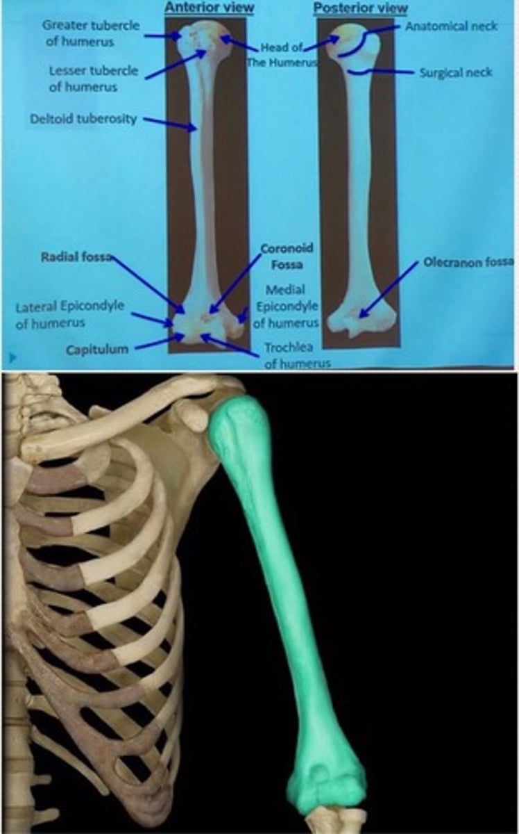 <p>Upper arm</p>