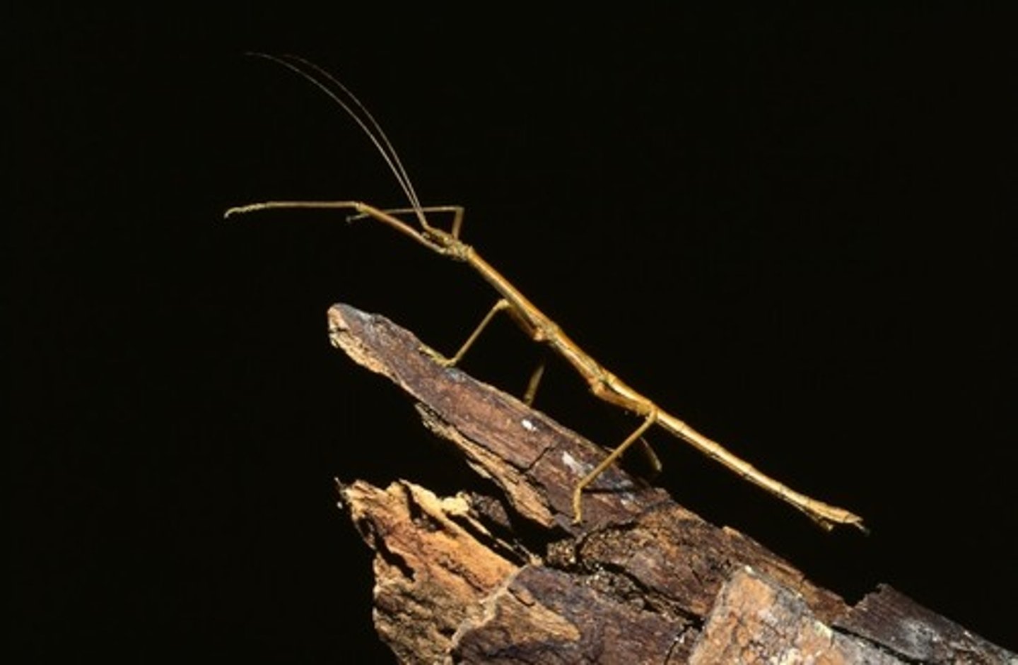 <p>stick bug</p>