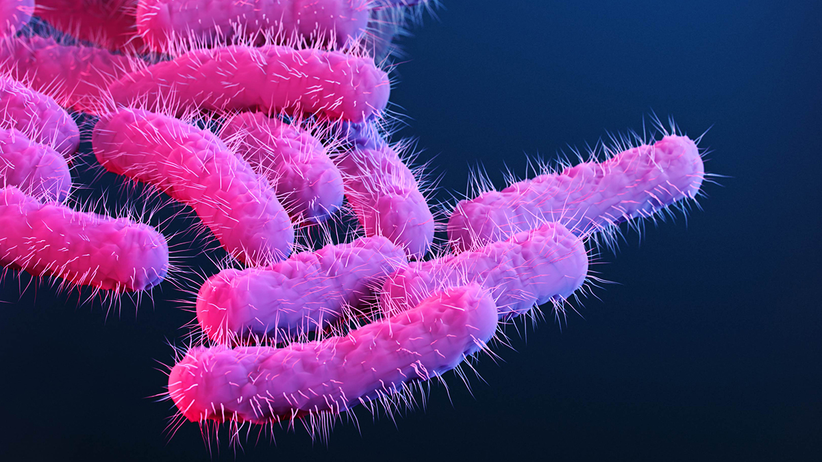<p>Shigella bacteria</p>