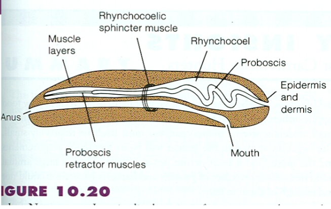<p>Platyhelminthes: Nemertea Proboscis</p>