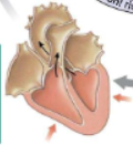 <p>Fourth step of the cardiac cycle</p>