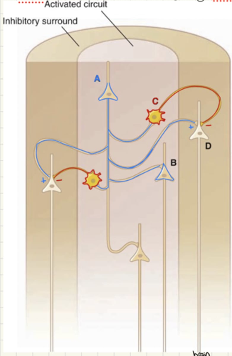 <p>Mainly GABAergic</p><p>Inhibitory function</p><p>Located in the cerebral cortex</p><p>Part of surround inhibition circuit</p><p>Neurons C on the diagram</p>