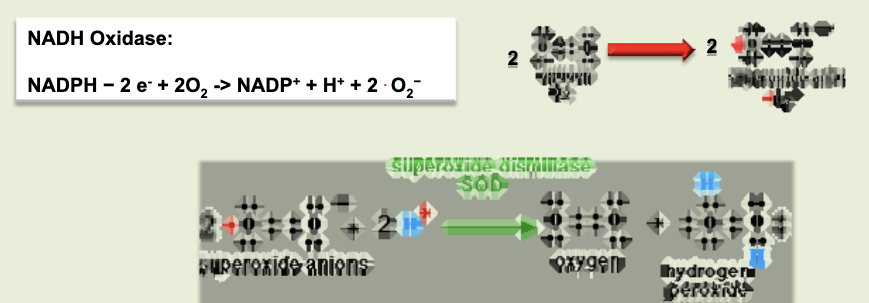 <p>process by which&nbsp;reactive oxygen intermediates (ROI) are produced. membrane bound oxidase catalyzes reduction of oxygen to superoxide anion. superoxide anion also generates other powerful oxidizing agents (hydroxyl ion, bleach, H2O2, etc)</p>