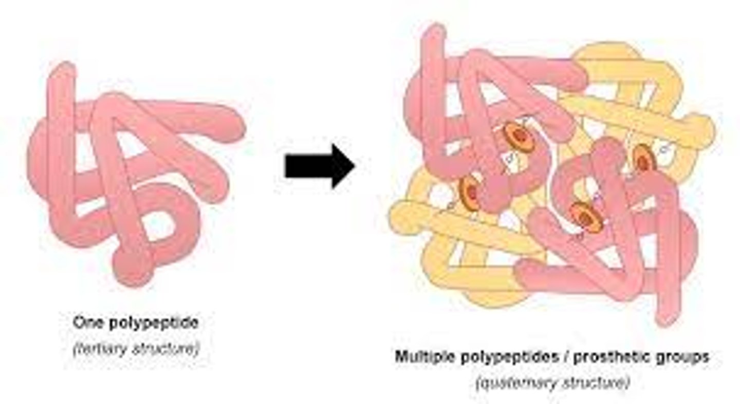 <p>-most intricate degree of organization of a single molecule. It describes how the subunits of a protein are arranged.</p><p>- quaternary structure is made of two or more identical of different polypeptide chain or subunits and can be arranged symmetrically. </p><p>-hemoglobin, HIV-1 protease and the insulin hexamer </p><p>-collagen</p>