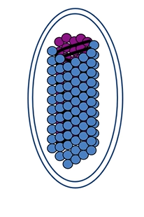 <p>Viral structure</p>