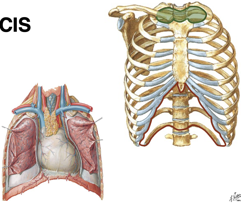 <p>Afgrænsning af brysthulen</p>
