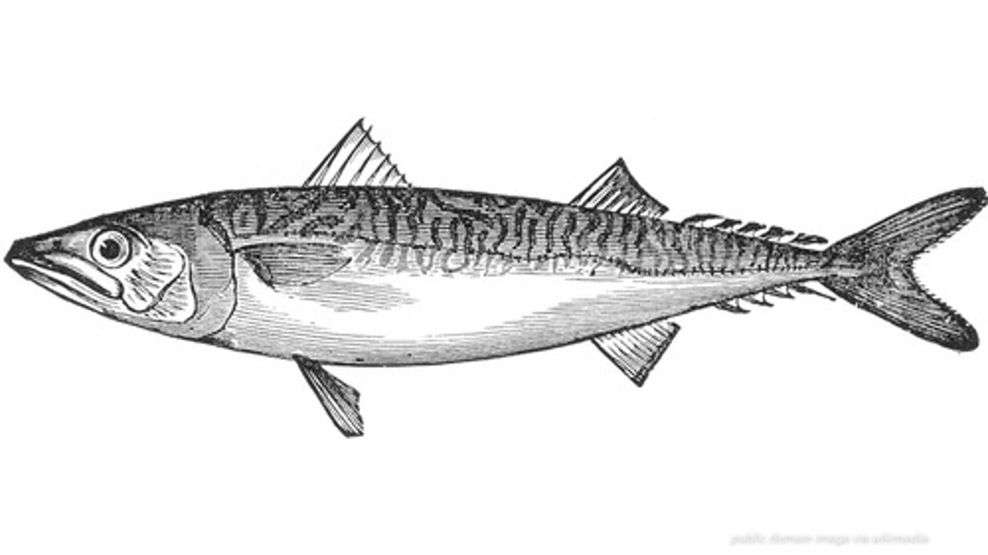 <p>скумбрия</p>
