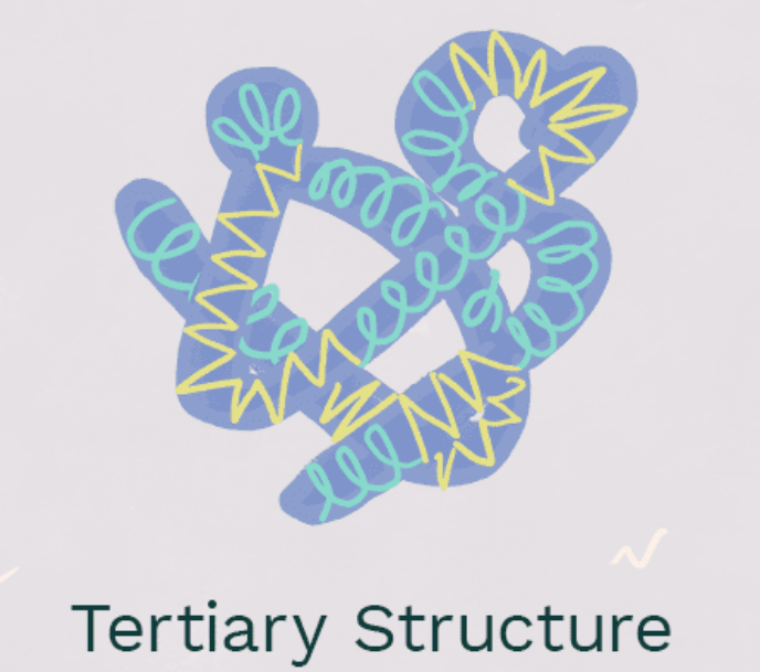 <p>tertiary structure</p>