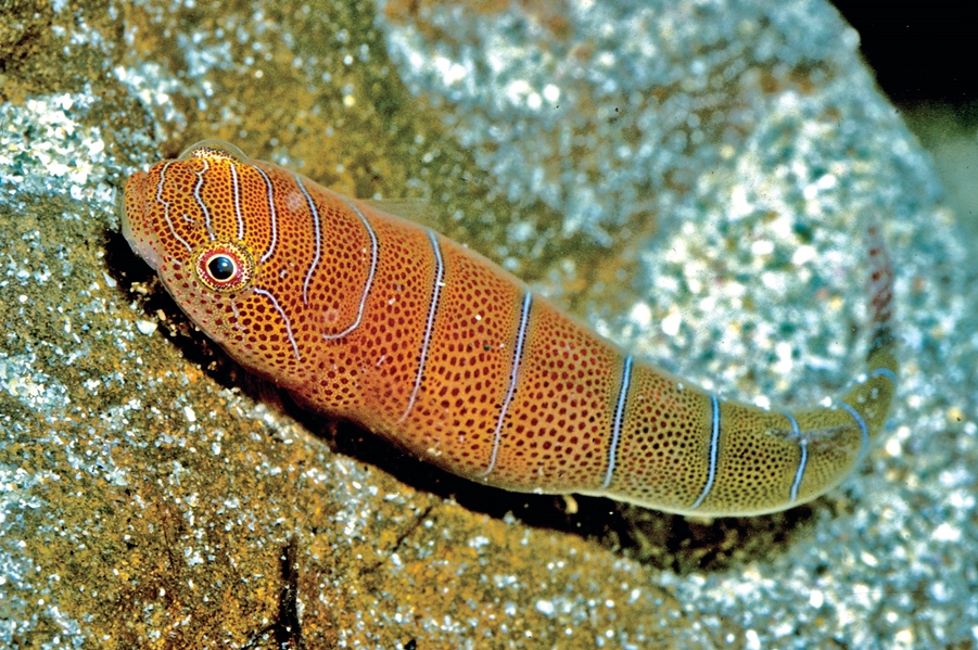<p>1 dorsal fin</p>