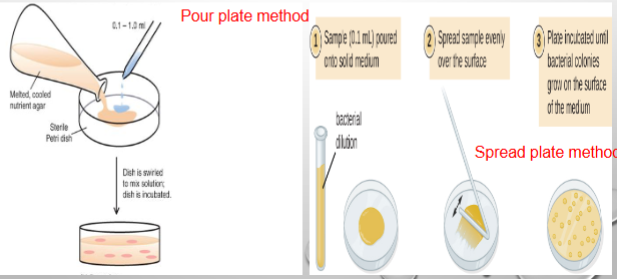 <p>paired w/ serial dilution tactics to quantify the # of living (viable) bacterial cells in a culture medium</p><p>Two methods: Pour plate (lab) &amp; Spread plate<br>*tend to underestimate the # of viable bacteria in samples…b/c of the # of colonies</p>