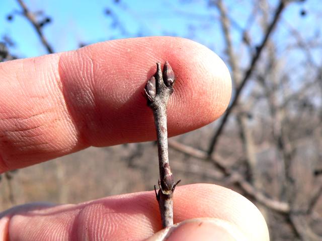 Blade: oval, 1 – 2 ½” long, are finely toothed along the edges, and have 2 – 3 pairs of prominent veins curving toward the leaf tip
Reproductive: short, ovate buds; darker reddish-brown
Bark:  gray to brown with prominent, dark, eye-shaped pores called lenticels, becoming roughened with age