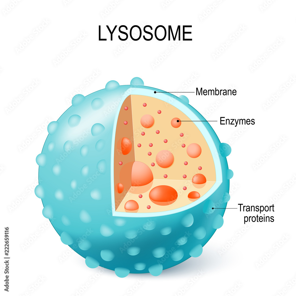 <ol><li><p>Membrane enclosed sacs</p></li><li><p>Contain enzymes that were produced by the ER and processed by the Golgi</p></li><li><p>Maintains an acidic pH</p></li></ol><p></p>