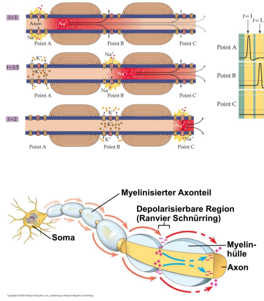<p>I canali di Na+ che servono per la depolarisation si trovano solo tra gli strati di mielina (chiamati Ranvier Schnürring), quindi l’aktionspotential “salta” tra un buco e l’altro —&gt; é molto piú veloce!</p>
