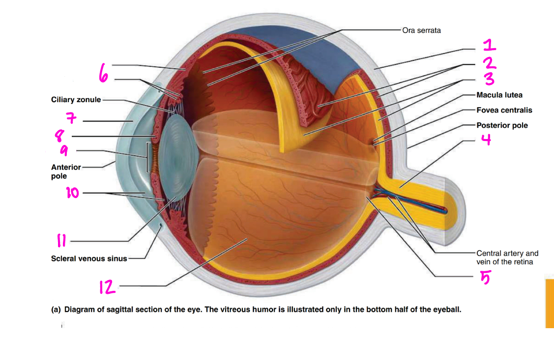 <p>Identify 1</p>