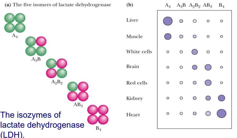 <p>ENZYMES WITH SLIGHTLY DIFFERENT SUBUNITS</p><ul><li><p>Play same role but differ slightly depending on where they're made in the body</p></li><li><p><span><em>they often respond to different inhibitors and activators (was on slido) </em></span></p><ul><li><p><span>Because of changes in subunits they may respond to different things</span></p></li></ul></li></ul><p></p>