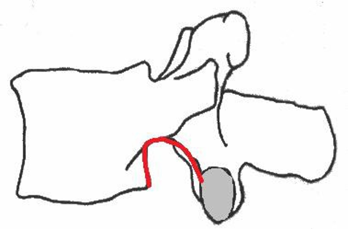 <p>Vertebral notches</p>