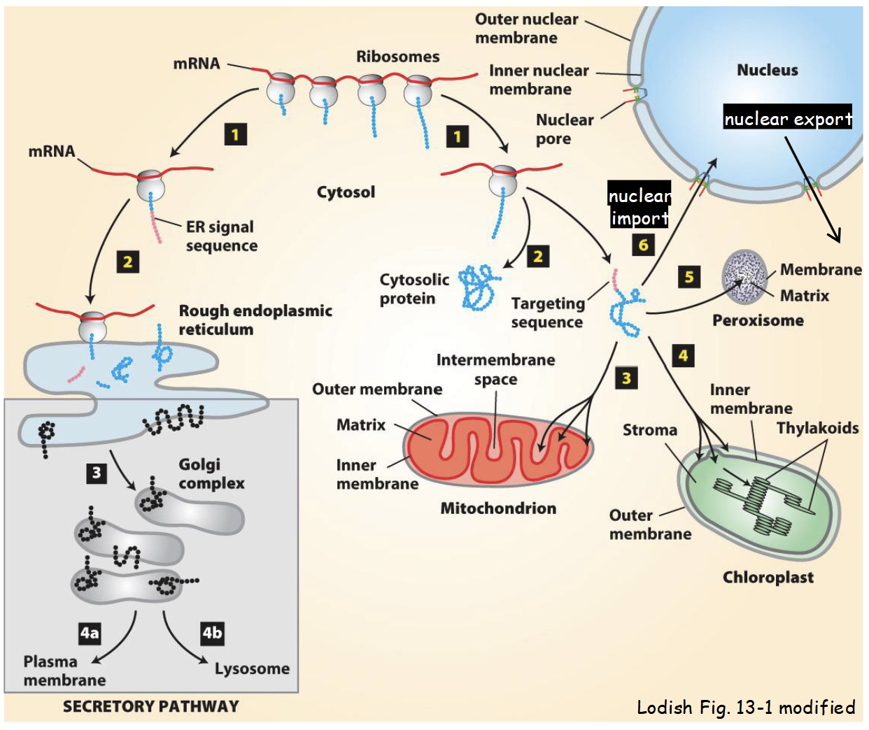 <ul><li><p>Among most congested <strong>bi-directional</strong> trafficking pathways in cell.</p></li><li><p>Includes variety of <strong>cytoplasm-to-nucleus</strong> (import) and <strong>nucleus-to-cytoplasm</strong> (export) trafficking pathways.</p></li><li><p>Involves wide range of “cargo”.</p></li><li><p><strong><em>All proteins</em></strong> required for DNA replication, transcription, splicing, ribosome assembly, chromatin packing (histones), nuclear matrix proteins, lamins, etc., <strong><em>are imported into the nucleus from the cytoplasm</em></strong>.</p></li><li><p>All RNA (mRNA, tRNA, rRNA), partially assembled ribosomes (required for protein synthesis in cytoplasm), and some proteins are <strong><em>exported out of the nucleus into cytoplasm</em></strong>.</p></li><li><p>Molecular mechanism is well understood: requires energy, specific protein receptors, and unique targeting signals.</p></li></ul><p></p>