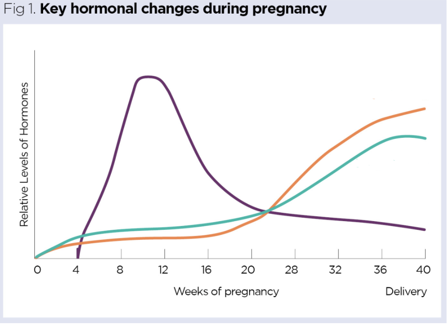 <p>what are the hormones associated with these colours: hcg, oestrogen, progesterone</p>