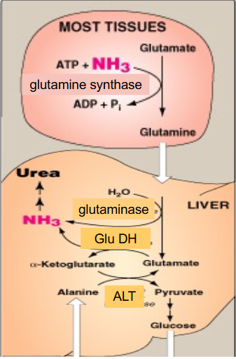 <p>- made in many tissues, NH3 transferred to Glu by Gln synthase -> Gln --> blood</p><p>- in liver, glutaminase removes NH3 to reform Glu - can be processed to alpha-ketoglutarate</p><p>- Then ALT Ala -> Pyruvate, used in gluconeogenesis</p><p>.</p><p>- glutamine synthase is expressed in basically all tissue. the conversion to glutamine requires ATP, but now glutamine can be safely transported to liver</p><p>- glutaminase reverses the above reaction, stripping off the amino group and forming glutamate</p><p>- basically we have safely moved an amino group from the body cells to the liver, where now the NH3 can form urea</p>