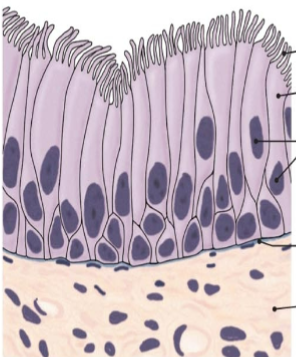 <p>what is this tissue</p>