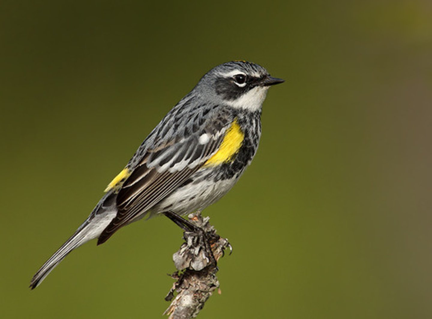 <p>Yellow-rumped Warbler</p>