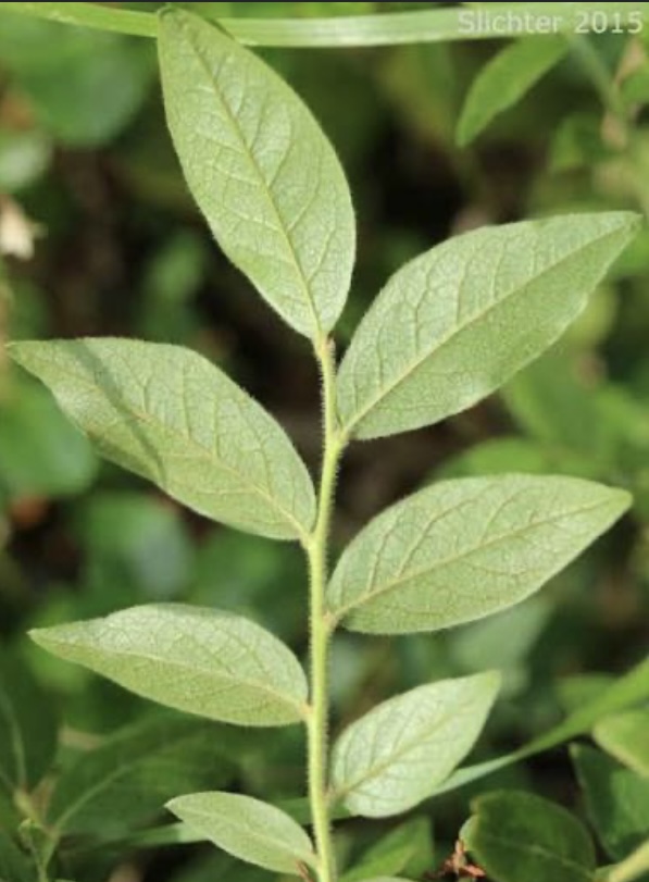 <p><em>Vaccinium myrtilloides</em></p>