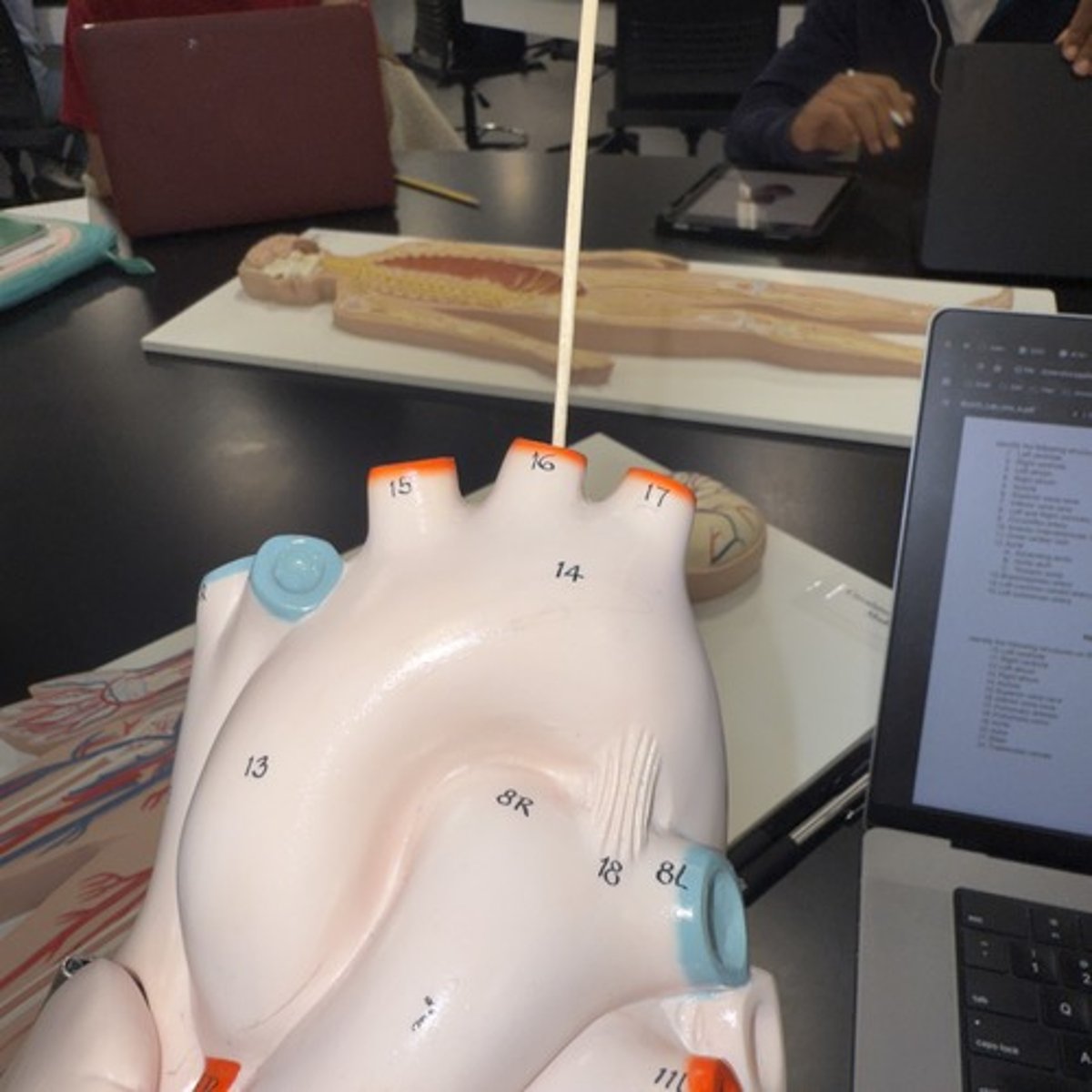 <p>Identify the structure.</p>