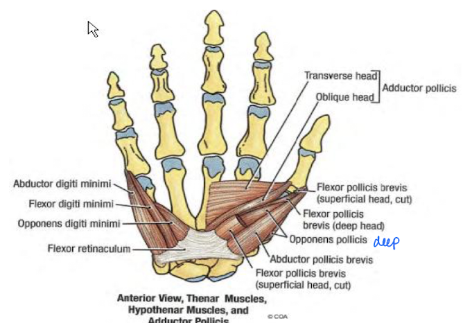 <ul><li><p>On the thumb side</p></li><li><p>all innervated by the Median nerve (except the flexor pollicis brevis)</p></li><li><p>Muscles</p><ul><li><p>Abductor pollicis brevis</p></li><li><p>Flexor pollicis brevis</p></li><li><p>Opponens pollicis</p></li></ul></li></ul><p></p>