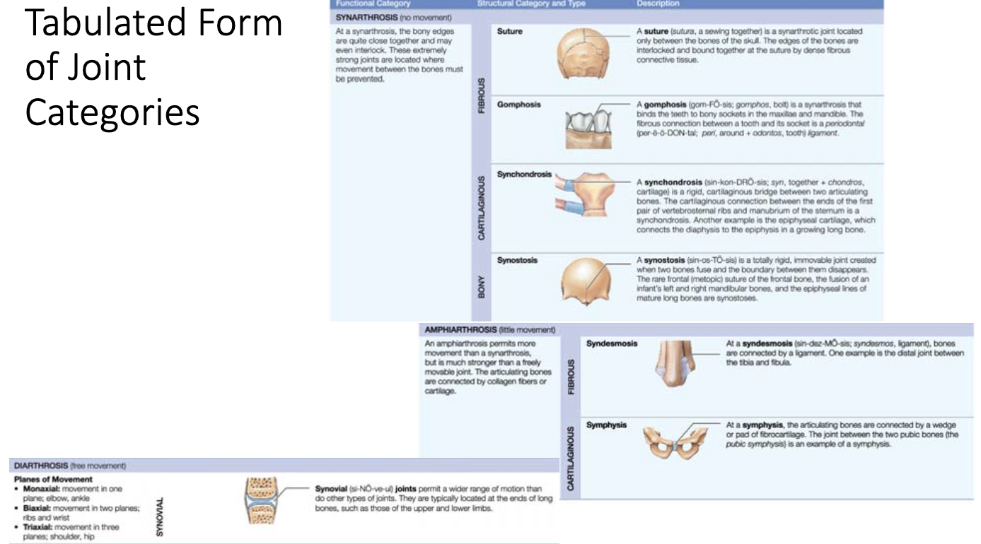 <p>joint categories</p>