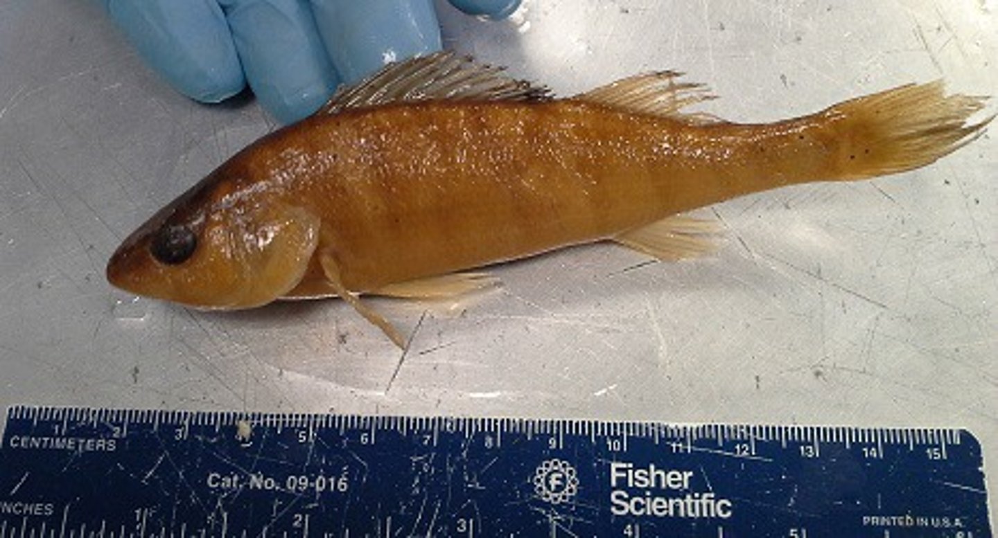 <p>Yellow Perch and Walleye</p>