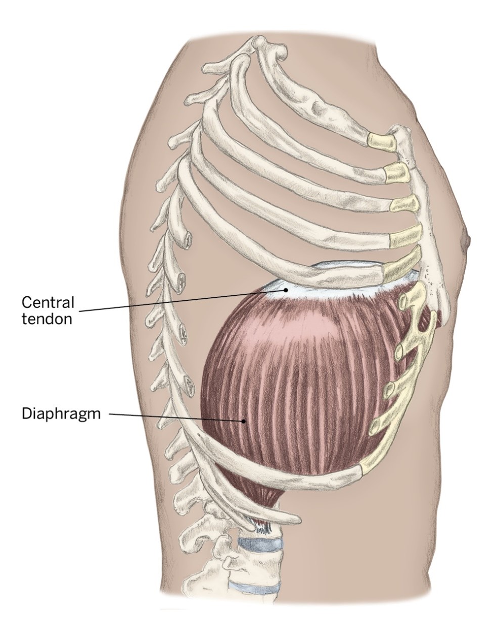 <p>O- Inner surface of lower ribs, lumbar vertebrae, and sternum</p><p>I- None</p><p>A- Increases size of the thoracic cage during inhalation (by flattening)</p>