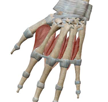 <p>Interosseux dorsaux (4)</p>