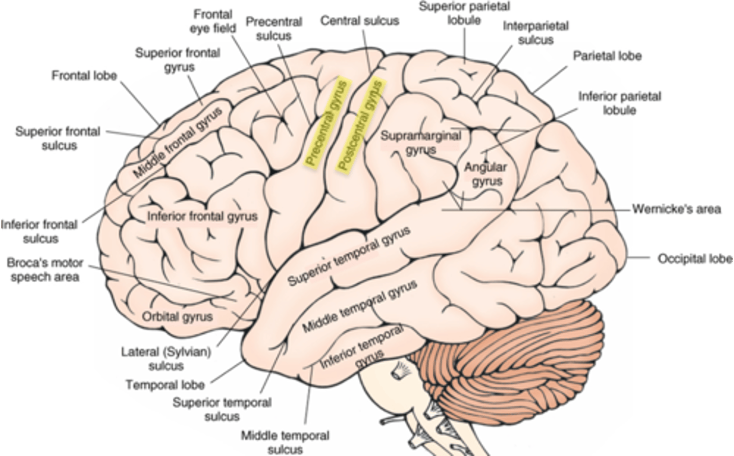 <p>postcentral gyrus</p>