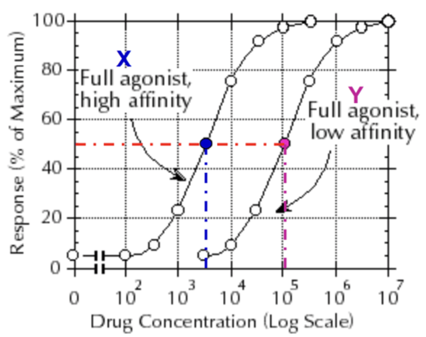 <p>- Drug X is more potent</p><p>- Drug X and drug Y have the same efficacy (both can induce maximal response)</p>