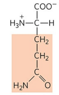 <p>Abbreviation: Gln, <strong>Q</strong></p>