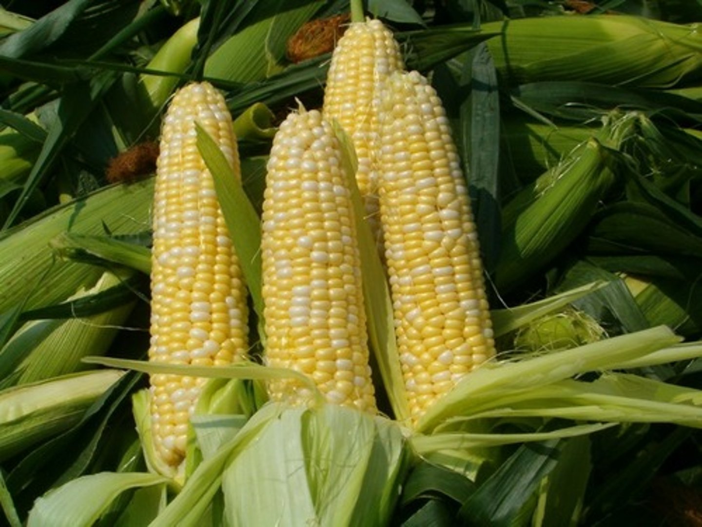<p>corn</p>