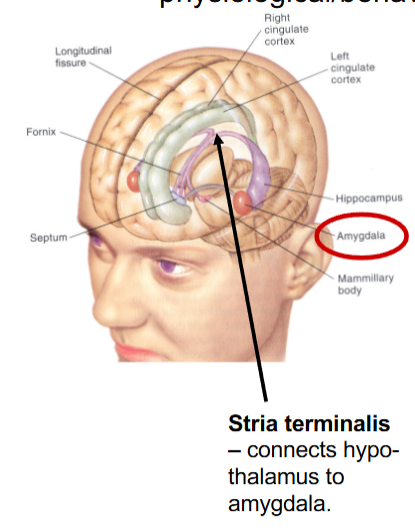 <p>Stria Terminalis</p>
