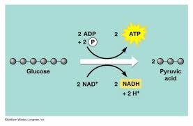 1. glucose is converted into a 6-carbon chain, used 2 ATP which became 2 ADP
2. carbon chain is split into 2 molecules of PGAL
3. PGAL is oxidized to make two 3-carbon chain molecules
4. the carbon molecule are then concerted into 2 molecules of pyruvic acid, 4 ATP are formed
