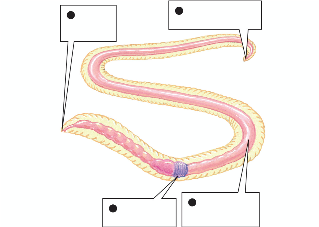 What mode of digestion do worms use? 