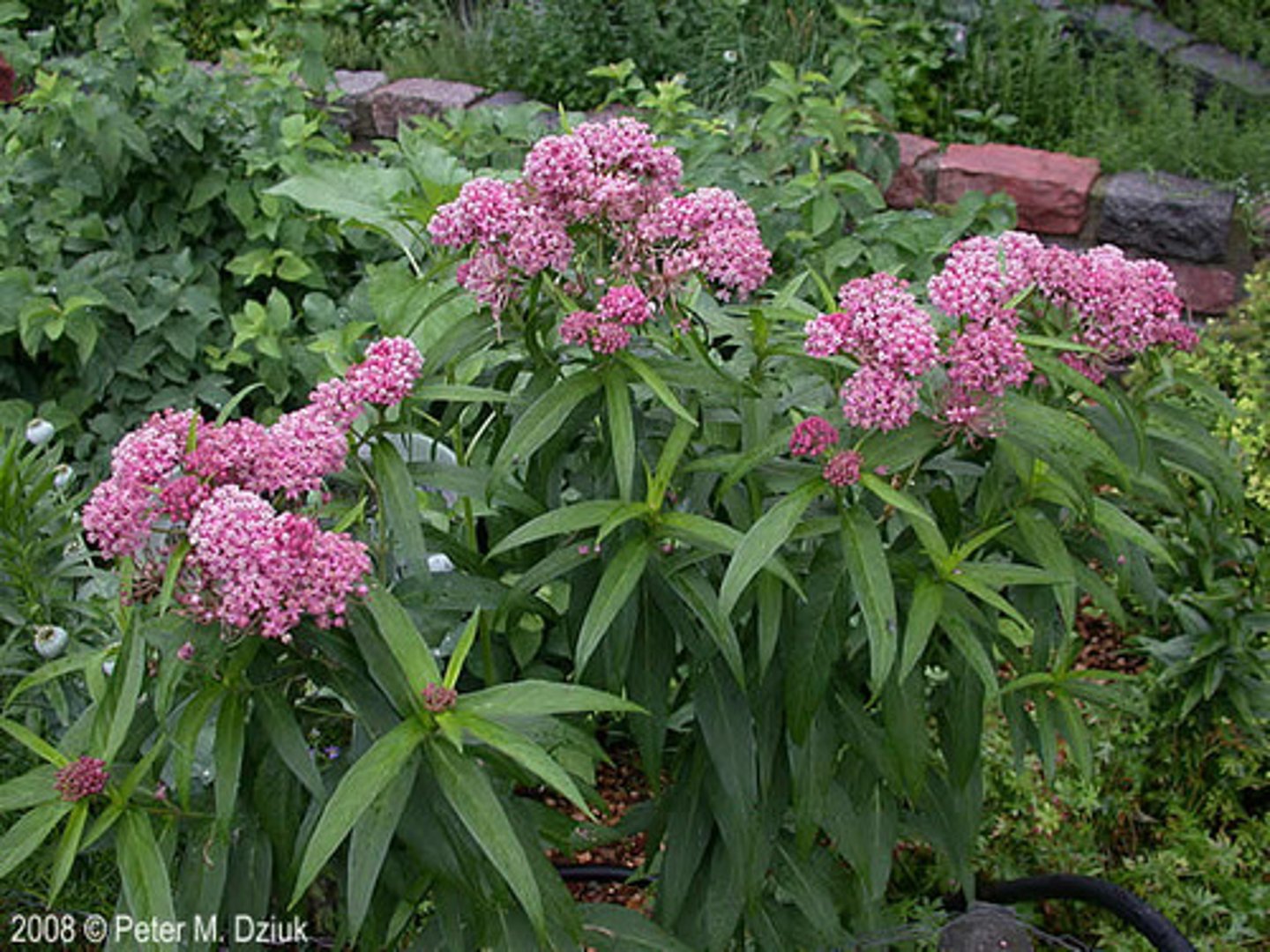 <p>swamp milkweed</p>
